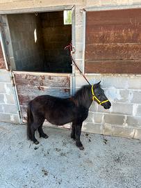 Pony Falabella maschio