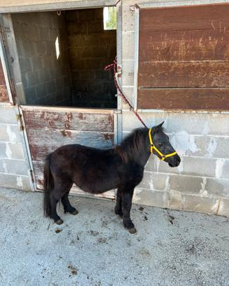 Pony Falabella maschio