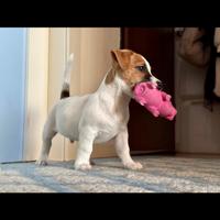 Cuccioli jack russell pedigree
