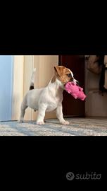 Cuccioli jack russell pedigree
