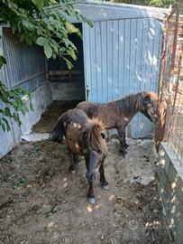 Pony