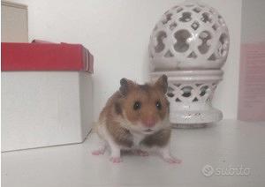 Cuccioli di criceto dorato europeo