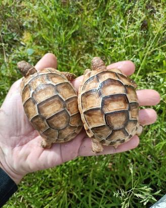 Testudo marginata Albina 2024