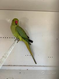 Parrocchetto dal collare