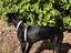 Immagine 4