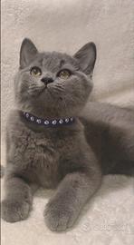 Gattino British Shorthair