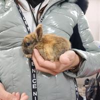 Conigli nani colorati