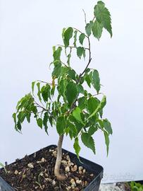Prebonsai Celtis australis - Bagolaro  3anni