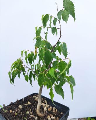 Prebonsai Celtis australis - Bagolaro  3anni