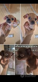 Ultimi chihuahua toy