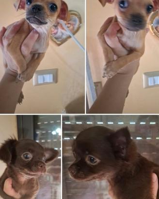 Ultimi chihuahua toy