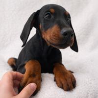 Cucciolo di Dobermann