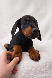 Cucciolo di Dobermann