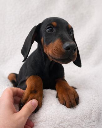 Cucciolo di Dobermann