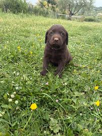 Cuccioli Labrador