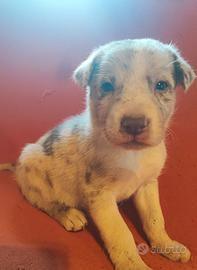 Border collie