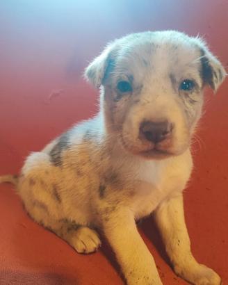 Border collie