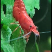 Gambero bloody mary neocaridina Davidi
