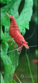 Gambero bloody mary neocaridina Davidi