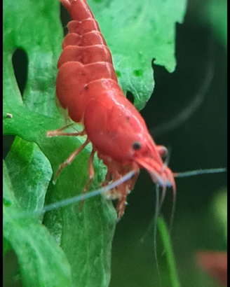 Gambero bloody mary neocaridina Davidi