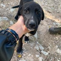 Cuccioli alla riscossa