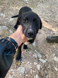 Cuccioli alla riscossa