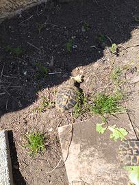 Coppia Tartarughe hermann maschi. solo maschi