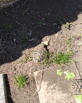 Coppia Tartarughe hermann maschi. solo maschi