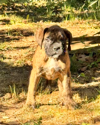Cuccioli boxer