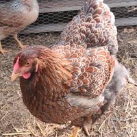 Wyandotte orlate e solide (monocromatiche)