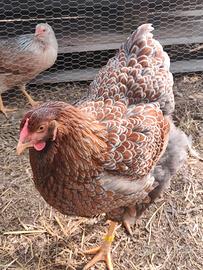 Wyandotte orlate e solide (monocromatiche)