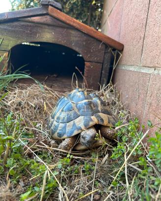 Tartarughe da terra - Testudo Graeca (maschi)