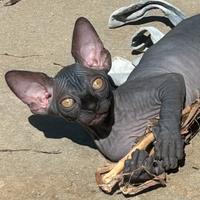 Sphynx cuccioli