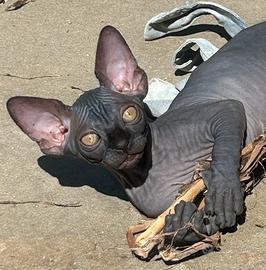 Sphynx cuccioli