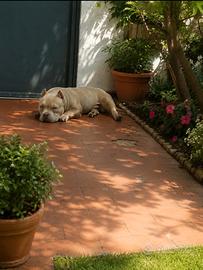 American bully poket