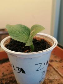 pianta zucca