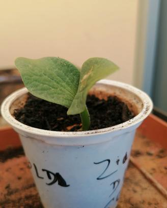 pianta zucca