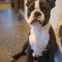 Cucciolo Boston Terrier