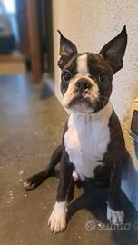 Cucciolo Boston Terrier