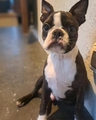 Cucciolo Boston Terrier