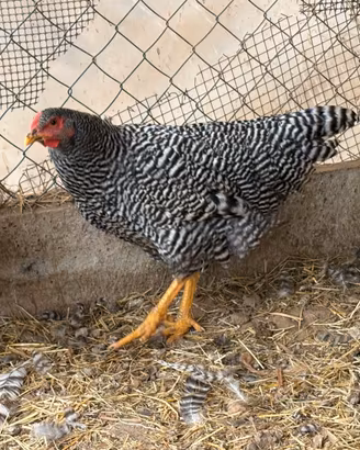 Galline Amrock