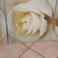 3 quadri  rose bianche.  