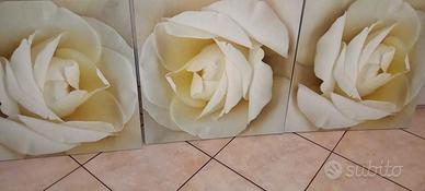 3 quadri  rose bianche.  