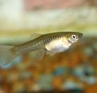 Guppy endler pesci d'acqua dolce