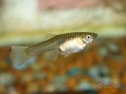 Guppy endler pesci d'acqua dolce