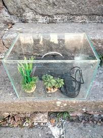 Acquario  35x25