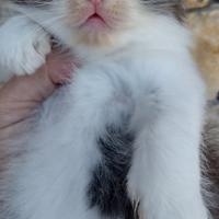 Gattini siberiani 2 mesi Nati in casa