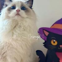 4 Ragdoll dolcissimi con riproduzione