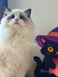 4 Ragdoll dolcissimi con riproduzione