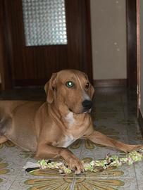 Cane da compagnia